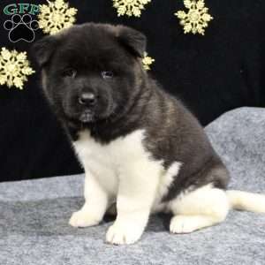 Sadie, Akita Puppy